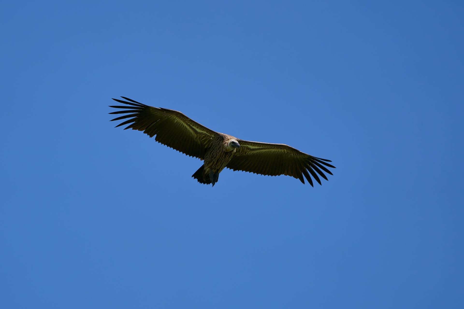 Observación de Aves