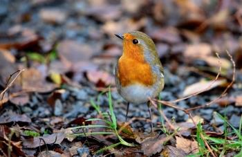 ORNITHOLOGICAL TRAIL