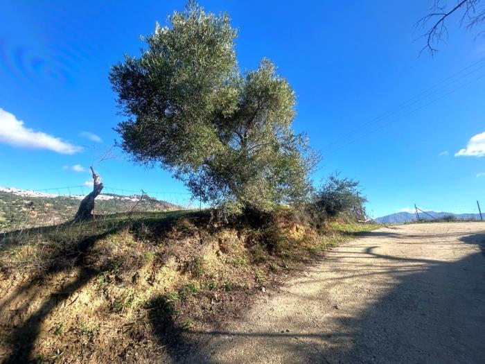 Plot in the old road to Gibraltar in Gaucín.