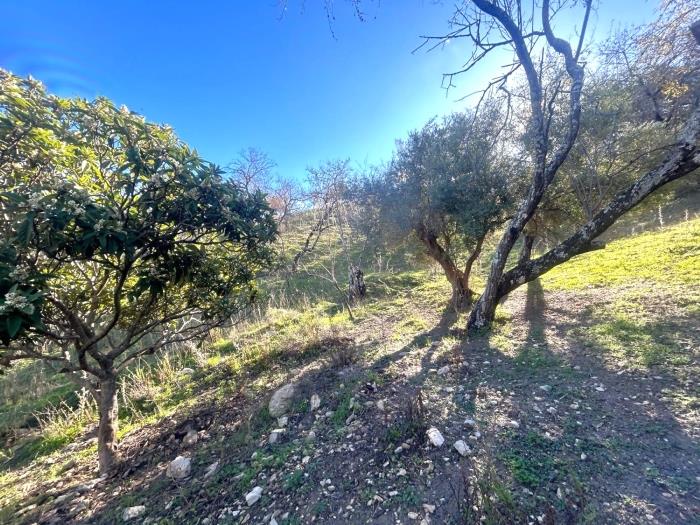 Plot in the old road to Gibraltar in Gaucín.